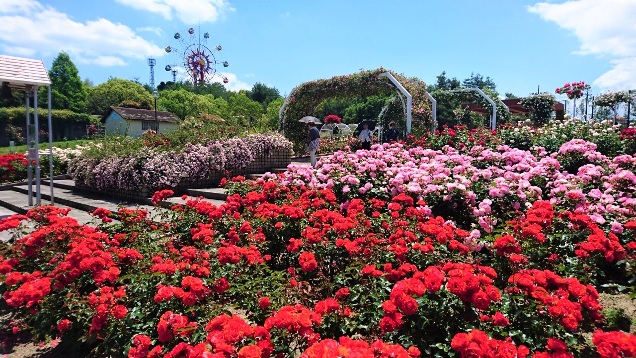 徳山店 5月の着物deバラ園 和想館