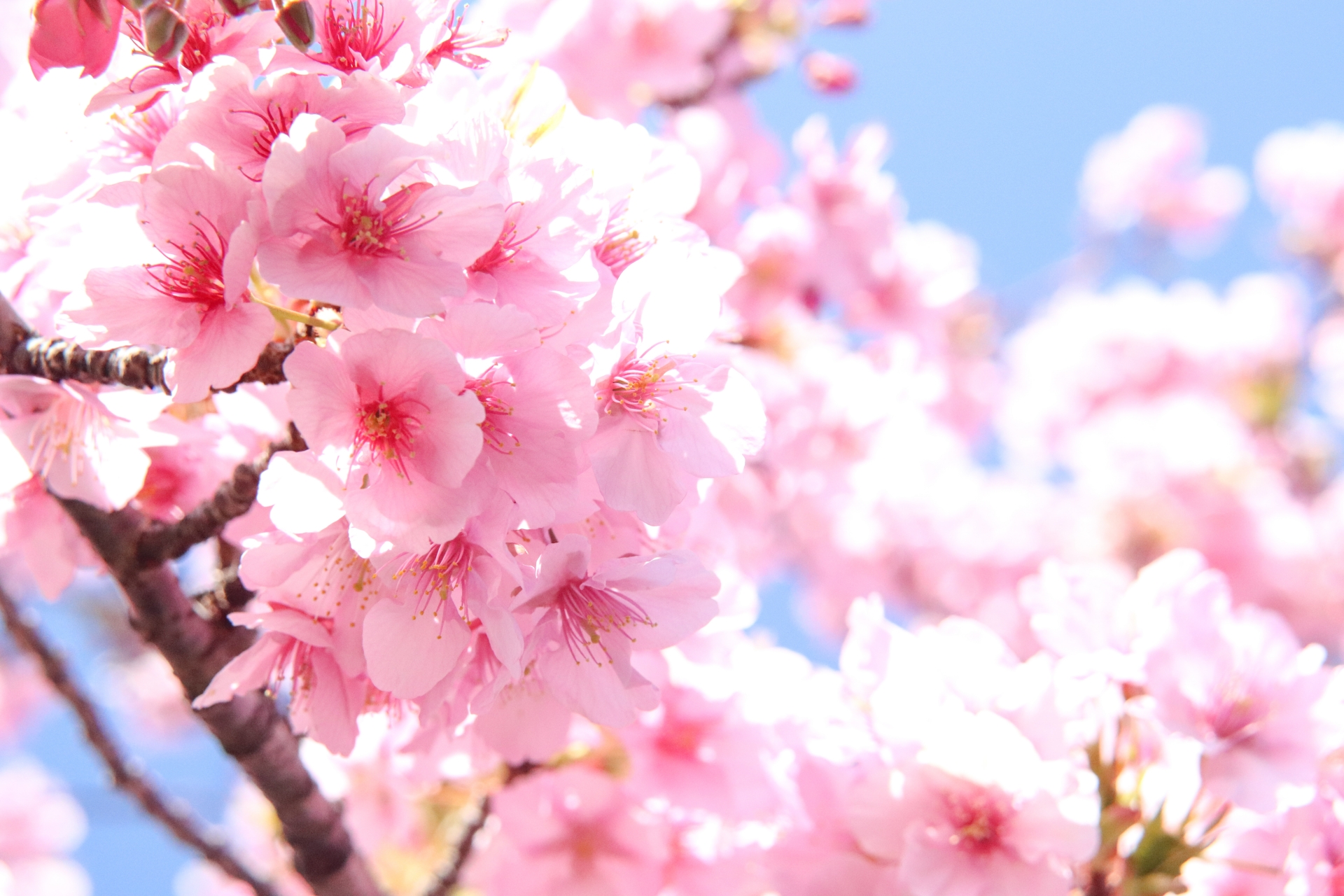 年中着られる桜の模様